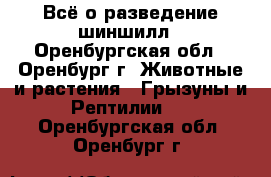 Всё о разведение шиншилл - Оренбургская обл., Оренбург г. Животные и растения » Грызуны и Рептилии   . Оренбургская обл.,Оренбург г.